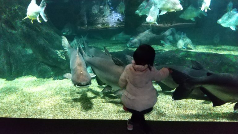 岐阜県 淡水魚の水族館 アクアトトぎふ は赤ちゃん連れでも楽しめる 1歳 3歳 そらいろブログ